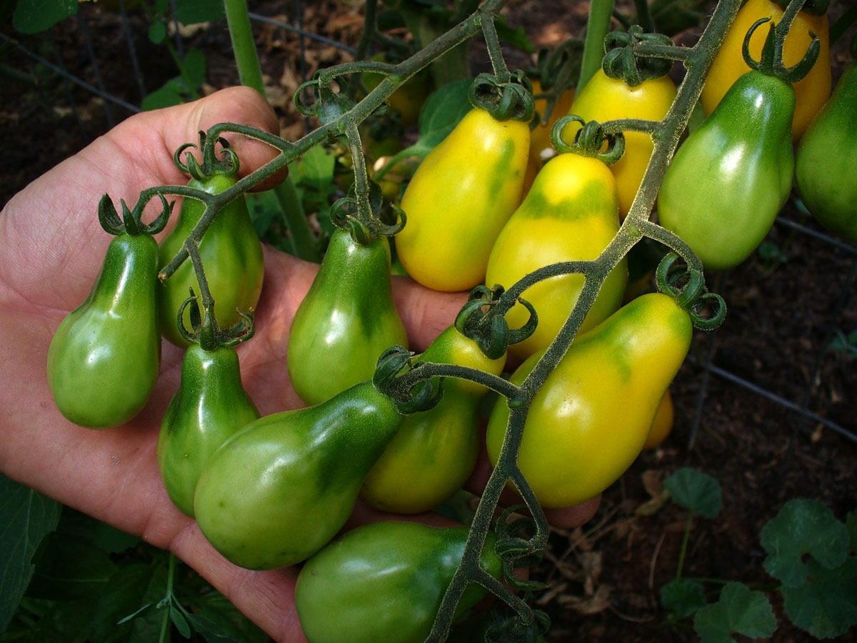 tomatoes